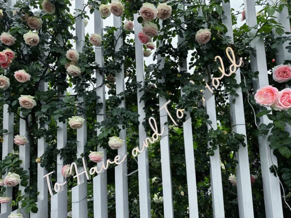 white to have and to hold wedding rose bush