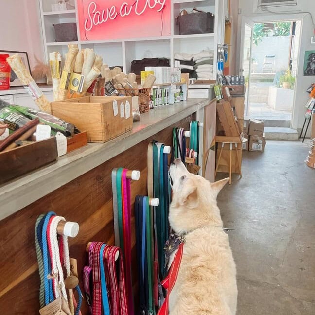 medium-size-glass-vintage-neon-sign-for-pet-clinic